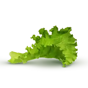 Chicken Salad