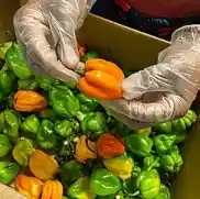 Pepper Sauce